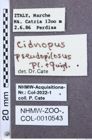 Etikette zu Cidnopus pseudopilosus (NHMW-ZOO-COL-0010543)